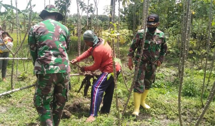 Satgas TMMD 110 Bojonegoro Bantu Warga Panen Singkong Untuk Dijual